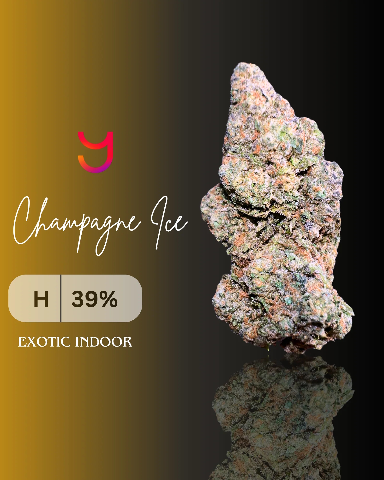 YAGA Farms Exotic Collection Champagne Ice